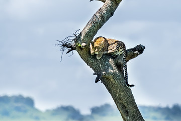 Fototapeta premium A leopard of African Panthera pardus on a tree looks for the prey of African Tanzania.