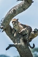 A leopard of African Panthera pardus on a tree looks for the prey of African Tanzania.