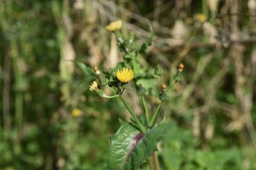 Common sow thistle (Sonchus oleraceus)