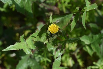 Common sow thistle (Sonchus oleraceus)