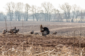 Wild turkey. Wild turkey is American native animal.