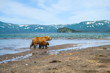 Ruling the landscape, brown bears of Kamchatka (Ursus arctos beringianus)