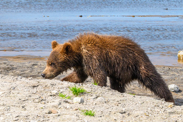 Ruling the landscape, brown bears of Kamchatka (Ursus arctos beringianus)