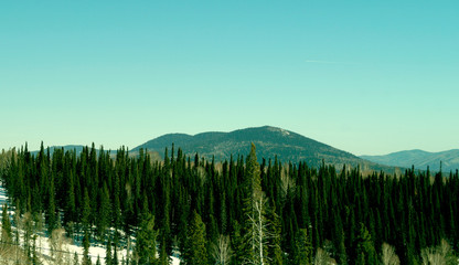 forest over the mountain.