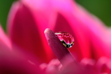 Gentle reflection on the water droplets macro photo
