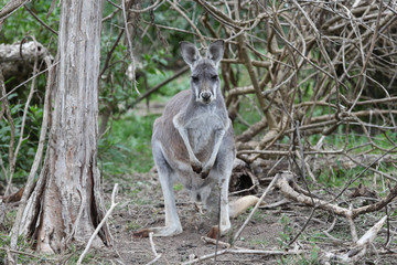 Female Red Kangaroo