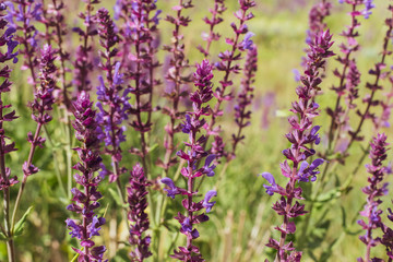 Purple sage in summer closeup