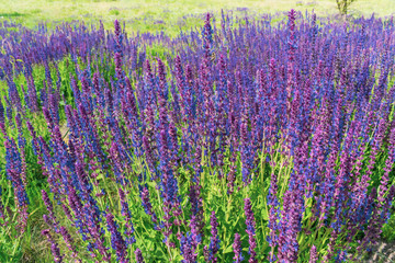 Obraz premium Purple sage in summer