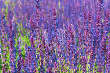Naklejka premium Purple sage in summer