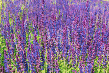 Obraz premium Purple sage in summer