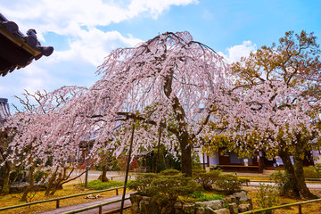 桜１３