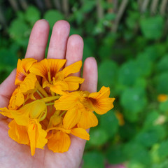 Yellow nasturtium flowers in a woman's hand. © Natallia Leanovich