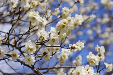 Fototapeta premium 満開の梅の花