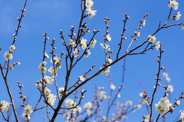 青空と満開の梅の花