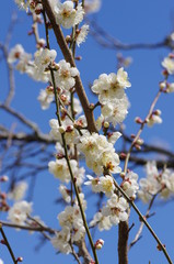 満開の梅の花