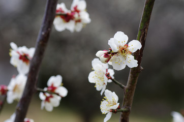 満開の梅の花