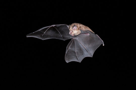 Greater horseshoe bat night
