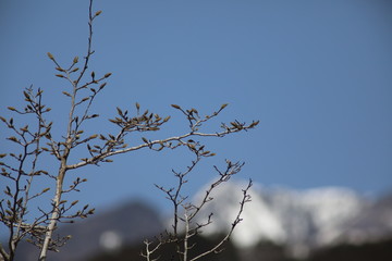 春、木の芽の芽吹く頃