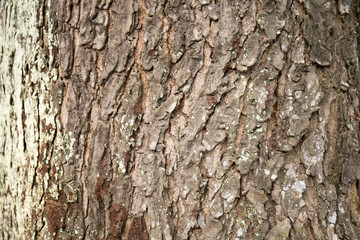 embossed texture of the tree bark with green moss and lichen on it.
