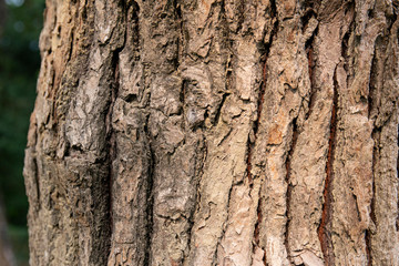 embossed texture of the tree bark with green moss and lichen on it.