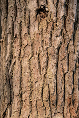 embossed texture of the tree bark with green moss and lichen on it.