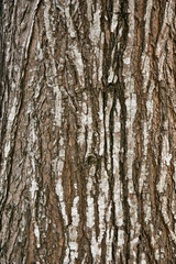 Obraz premium embossed texture of the tree bark with green moss and lichen on it.