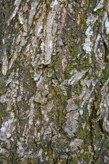 embossed texture of the tree bark with green moss and lichen on it.