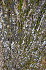 Obraz premium embossed texture of the tree bark with green moss and lichen on it.