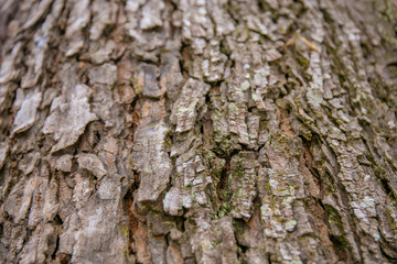 embossed texture of the tree bark with green moss and lichen on it.