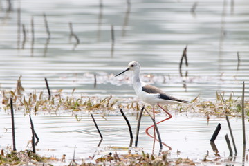 Bird in the water