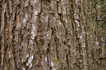 embossed texture of the tree bark with green moss and lichen on it.