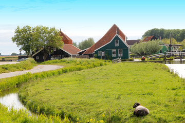 View of traditional Dutch farm houses and the sheep along a canal in spring at the Zaanse Schans, Zaandam, Netherlands