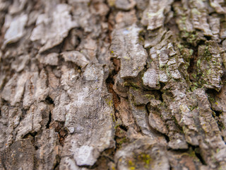 embossed texture of the tree bark with green moss and lichen on it.