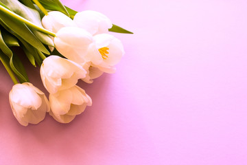 White tulips on a pink background. The concept of congratulating women on spring holidays. Place for text.