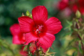 Beautiful red hibiscus