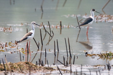 Bird in the water