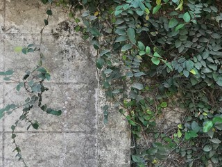 nature, stone, green, plant, moss, forest, wall, tree, rock, garden, texture, grass, old, summer, natural, ivy, path, leaf, leaves, landscape, flora, plants, outdoors, growth, park