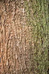 embossed texture of the tree bark with green moss and lichen on it.