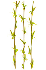 branches of weeping willow isolate on a white background. Spring willow branches. Pussy willow's twigs. Spring willow tree in bloom. Isolated on white background without shadow. 
