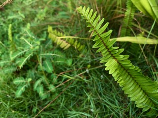 green, plant, nature, fern, leaf, tree, forest, leaves, spring, branch, summer, pine, garden, flora, fresh, flower, grass, closeup, natural, fir, growth, macro, texture, foliage, needle