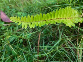 fern in grass