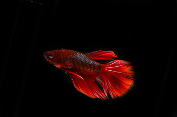 Red betta siamese fighting fish,  fish isolated on black background.