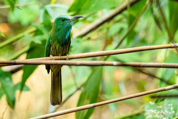 Blue-bearded Bee-eater perching on tree branch looking into a distance