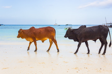 The Cows walking to the Beach in Tanzania