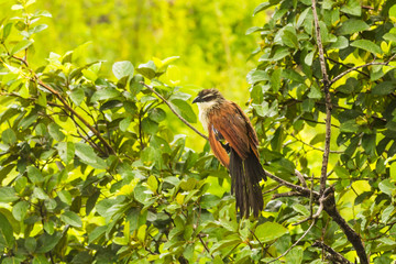 Big bird on a green tree, Tanzania