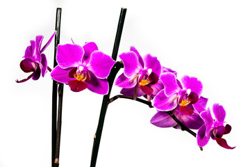 Blooming pink orchid on a white background. Isolated.