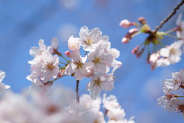 Fototapeta na wymiar 青空を背景に白い桜の花が咲く