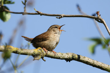 A beautiful singing Wren, Troglodytes, perched on a branch of a tree.