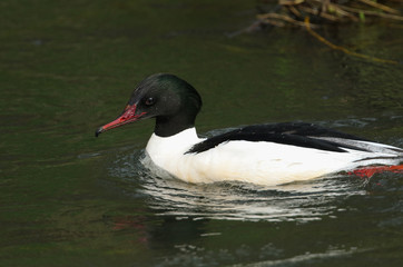 A magnificent male Goosander, Mergus merganser, swimming on a river. It has been diving down under the water catching fish.