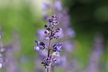 Nahaufnahme der Naturheilpflanze Lavendel - mit Textfreiraum 